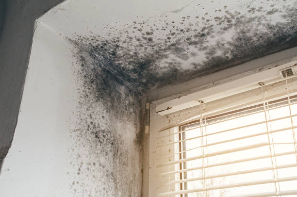Affordable Mold Cleanup solutions in Montvale, NJ